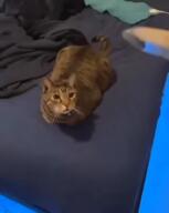 cat knife meow sad video // 640x800, 12.9s // 992KB