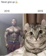 cat meme // 530x651 // 251KB