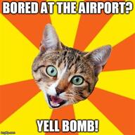 cat meme // 490x490 // 39KB