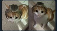 cat crab // 1599x870 // 842KB