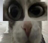 cat reaction stare // 1568x1400 // 274KB