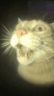 cat gif pog // 280x498 // 2.7MB