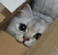 bite cat reaction smile stare // 256x245 // 14KB