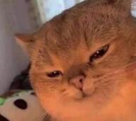 cat reaction smile // 543x483 // 38KB