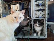 2cats computer // 3264x2448 // 551KB
