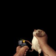 bomb gif rat // 500x500 // 2.0MB
