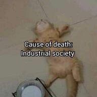 cat meme // 960x960 // 364KB