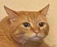 cat orange_cat reaction // 274x227 // 64KB