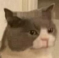 bald cat reaction // 280x274 // 14KB